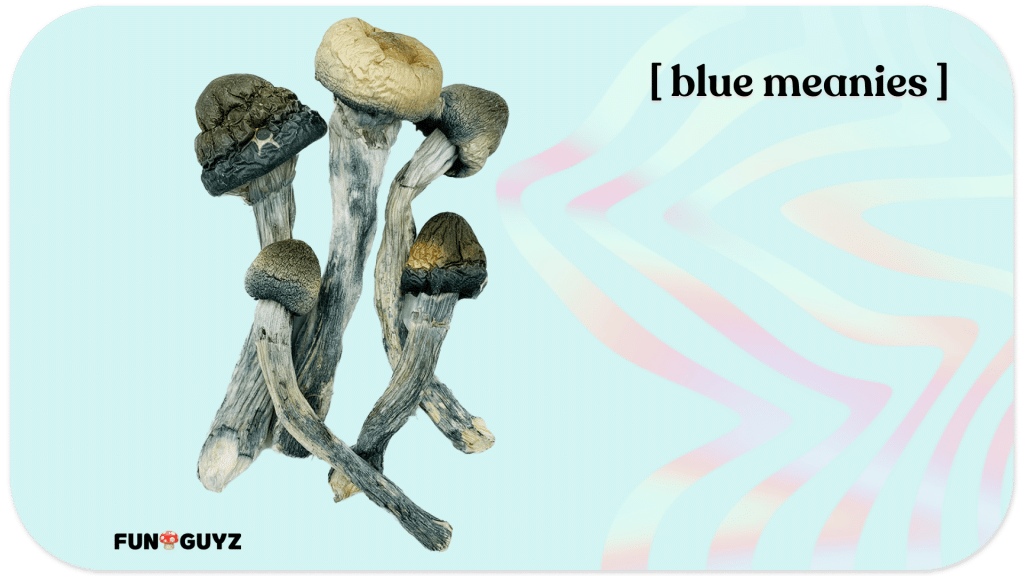 Blue meanie shrooms in dried form on blue background