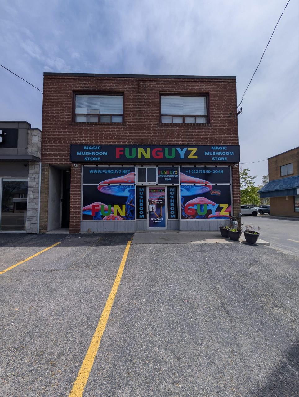 funguyz magic mushroom mississauga funguyz magic mushroom mississauga