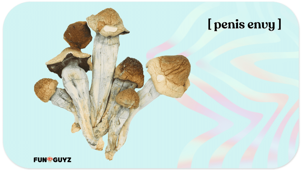 Penis envy magic mushroom strain appearance
