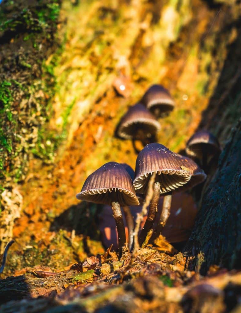 Magic mushrooms